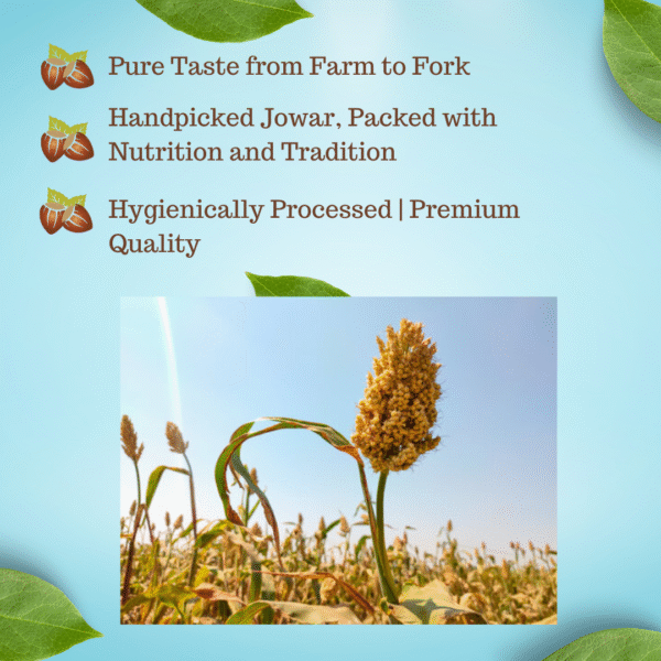 Jowar Whole Grain | Organic Sorghum Millet, Gluten-Free Superfood - Image 3