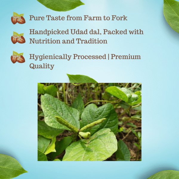 Udad Dal | Unpolished, Protein-Rich & Farm Fresh - Image 5