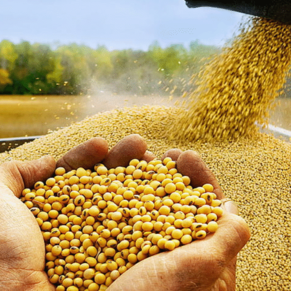 Premium Organic Soyabean | High Protein & Fiber-Rich - Image 2