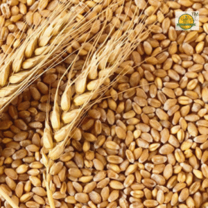 Wheat